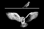 Owl + Lark